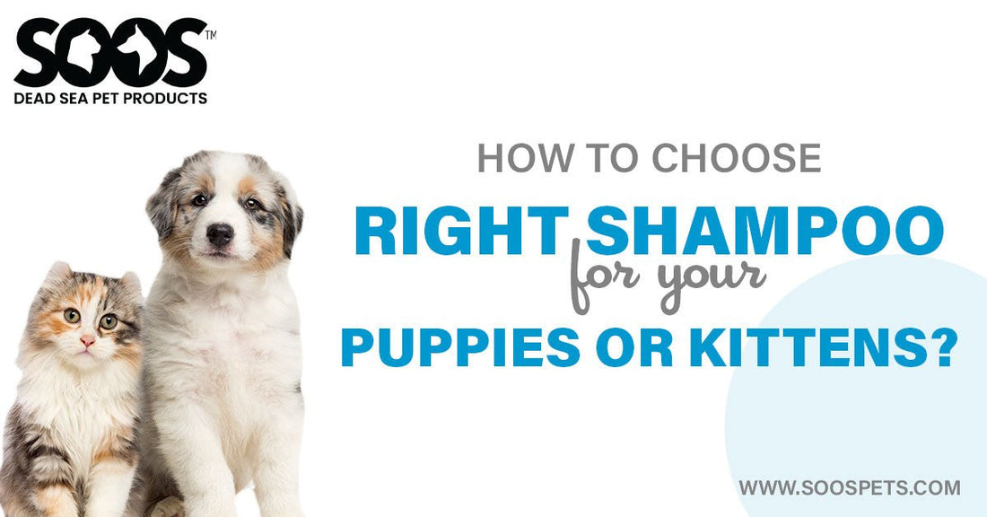 How to Choose the Right Shampoo for Your Puppies or Kittens - Soos Pets