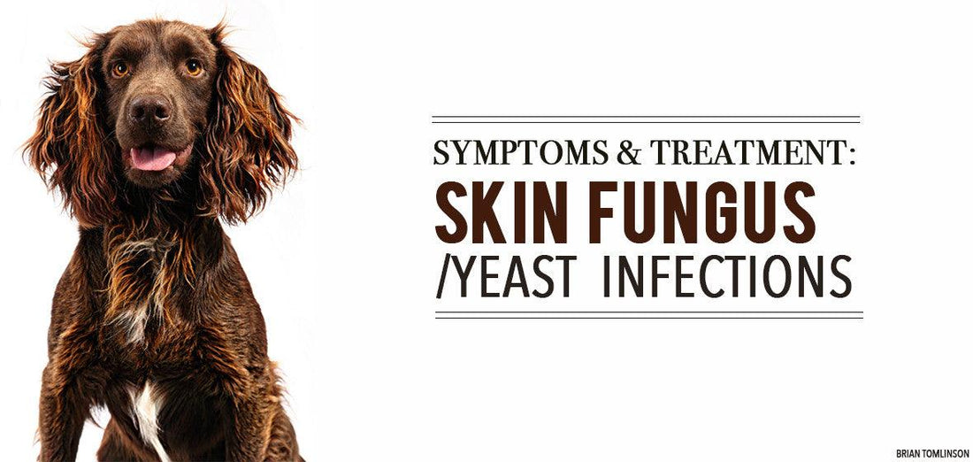 Symptoms & Treatment For Dog Skin Fungus/Yeast Infections - Soos Pets