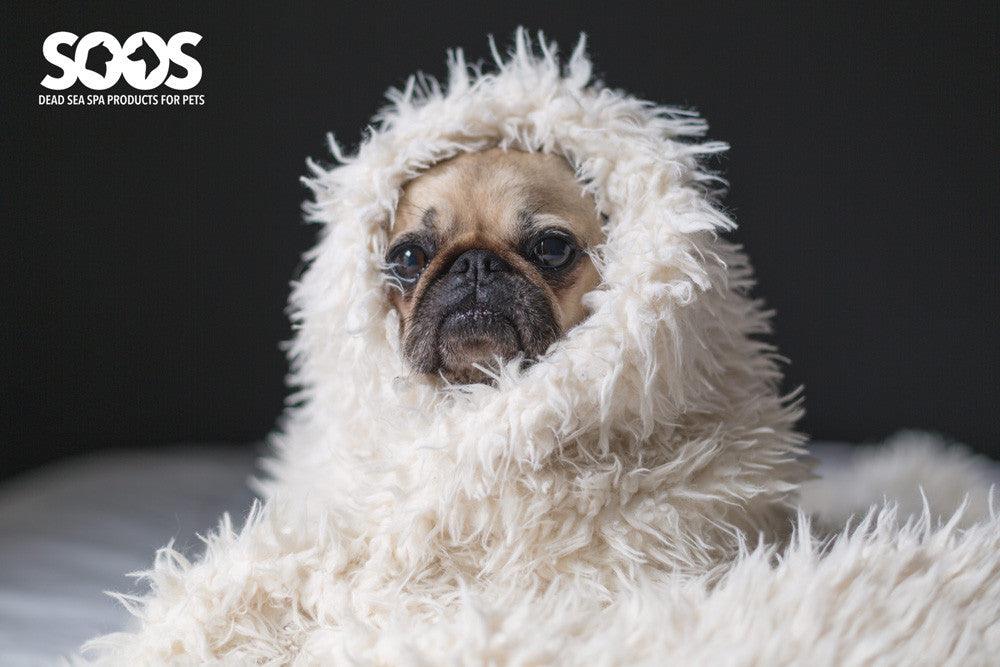 The best shampoo for Pugs and how to groom them at home - Soos Pets