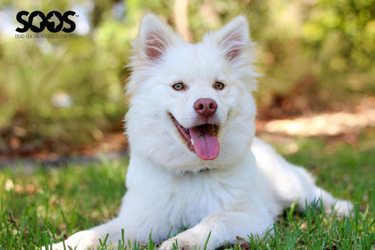 Why natural pet grooming products are better? - Soos Pets