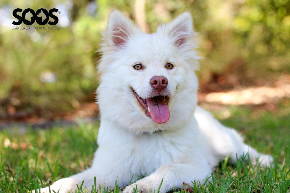 Why natural pet grooming products are better? - Soos Pets